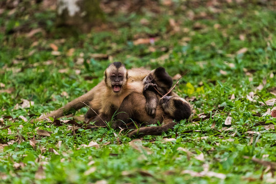 Macaco prego fotografado no horto florestal de S&atilde;o Paulo, Brasil