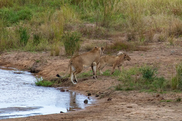 Löwe 10