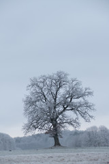 Winterbaum