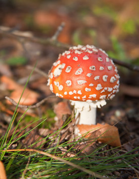Poisonous red mushroom (muhomor) among the grass in autumn