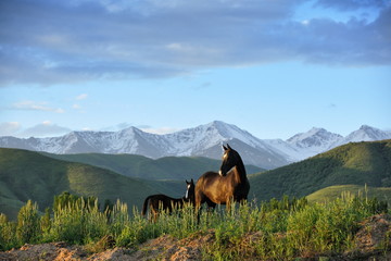 Two horses, mare and foal, standing in the summer pasture with the snowy mountain peaks behinds. Horizontal, centered.