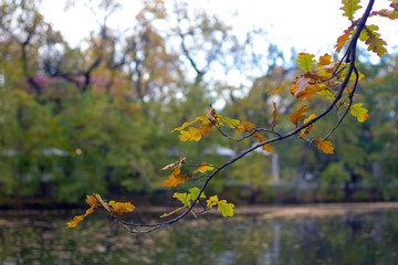 Oak branch with yellow leaves against the backdrop of the pond