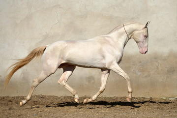 Obraz na płótnie Canvas Cremello Akhal Teke stallion runs in trot beside grey concrete wall. Horizontal, side view, in motion.