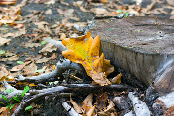 oak leaf on a tree stump