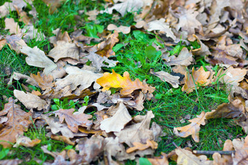 yellow oak leaves on the green grass