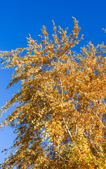Autumn birch with bright yellow leaves on branches against a bright blue sky