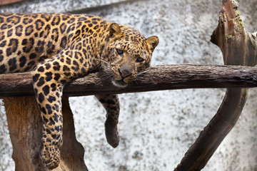 Closeup of a leopard resting on a log with paws dangling