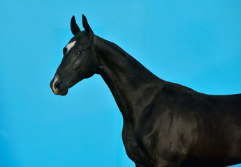 Fototapeta na wymiar Black Akhal Teke breed horse's head and neck isolated on bright blue background. Horizontal, side view, portrait.