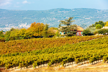 autumn vineyards in France
