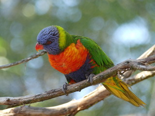 Lory
