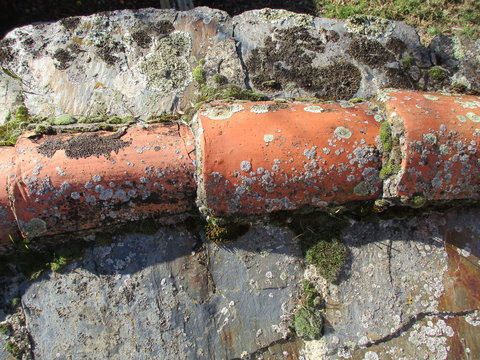 Musgo y l&iacute;quenes