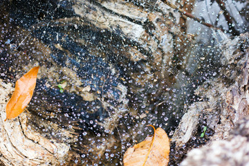 Wide Web in drops of water