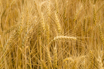 Country life. Wheat. Ukraine.