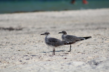 pareja de gaviotas en la playa 