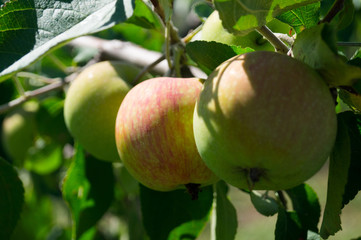  Country life. Apple orchard Ukraine.