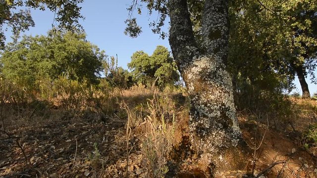 genet backlit on tree