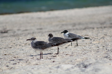 tres gaviotas en la costa viendo al horizonte 