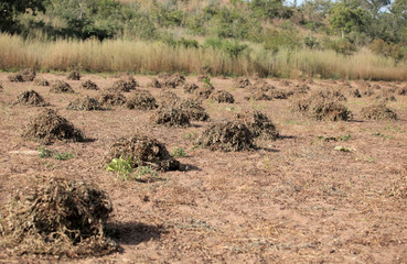 fresh peanuts piles on peanut farm in the Gambia