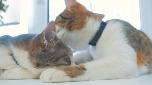 funny video cat. two cats lick each other kitten. slow motion video. Cats grooming and licking each other. pet a cute video lifestyle