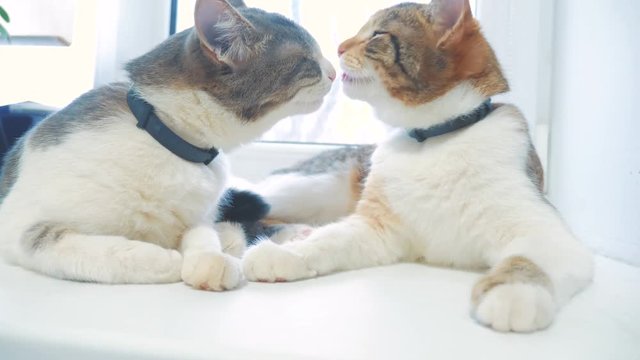 funny video cat. two cats lick each other kitten. slow motion video. Cats grooming and licking each other. pet lifestyle a cute video