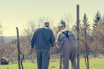 Rear view of pair of men doing work in vineyard.