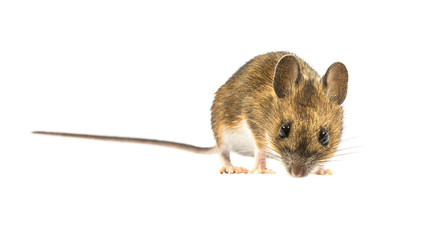 Fearful mouse isolated on white background