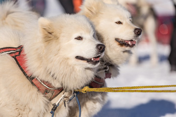 Samoyed sled dog team at work, Samoyed sled dogs running on a snowy wilderness road. Sledding with...