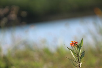 Flor solitaria de color naranja con el fondo de un lago