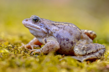 Blue Moor frog side view