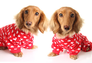 two Dachshund puppy dogs wearing red valentines day pajamas with white hearts.