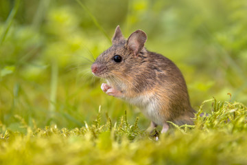 Standing Wood mouse in green surroundings