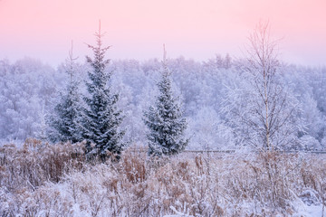 Snow covered winter forest