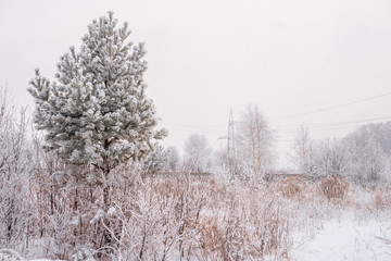 Pine and snow covered field in winter