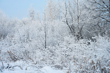 Snow covered winter forest