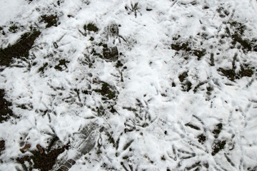 Imprint of track an trail in melting snow