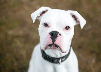 A deaf white Boxer dog outdoors