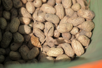 fresh peanuts on peanut farm in the Gambia