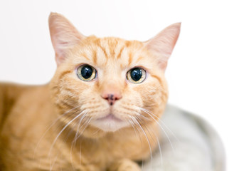 A wide-eyed orange tabby domestic shorthair cat with large dilated pupils