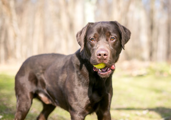 A purebred Chocolate Labrador Retriever dog holding a ball in its mouth