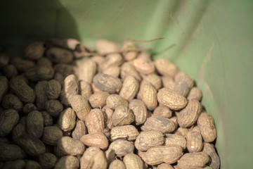 fresh peanuts on peanut farm in the Gambia