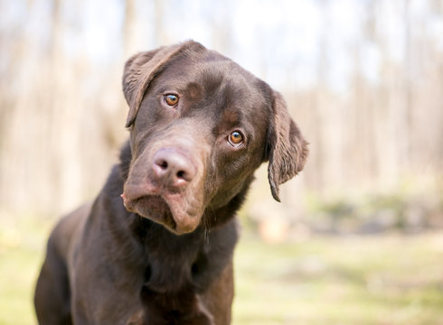 A purebred Chocolate Labrador Retriever dog listening with a head tilt
