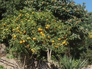 Oranges growing on a tree in Barcelona, Spain