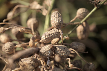 Obraz premium fresh peanuts on peanut farm in the Gambia