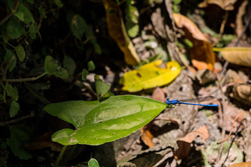 Blue dragon-fly orthetrum cancellatum perched on a green leaf tip in jungle. Low angle.    Libélula azul orthetrum cancellatum posada sobre la punta de una hoja verde en la selva.