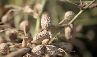 fresh peanuts on peanut farm in the Gambia