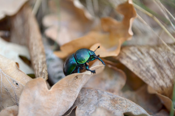 Trypocopris vernalis crawling on the dry fallen leaves in the forest. Fauna of Ukraine. Shallow depth of field, closeup.