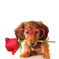 Dachshund Valentine puppy with a rose and heart shaped glasses.