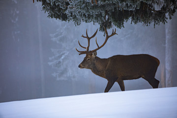 A beautiful red deer standing in front of a snowy landscape with a beautiful snowed background in the forest