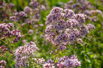 Blooming oregano in the garden close-up.