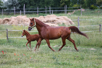 Purebred mare and her few weeks old filly galloping in summer flowering pasture idyllic picture